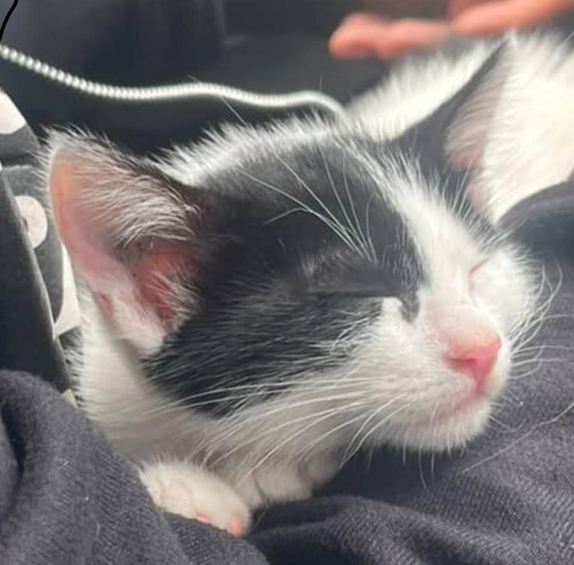 Chiclet, Adoptable, Young Female Domestic Short Hair.