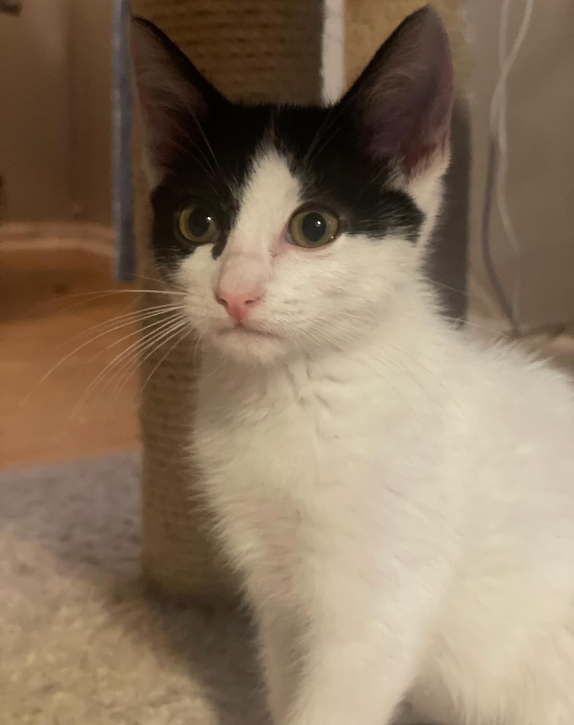 Chiclet, a Adoptable Domestic Short Hair in Huntington Beach, CA image 3/6