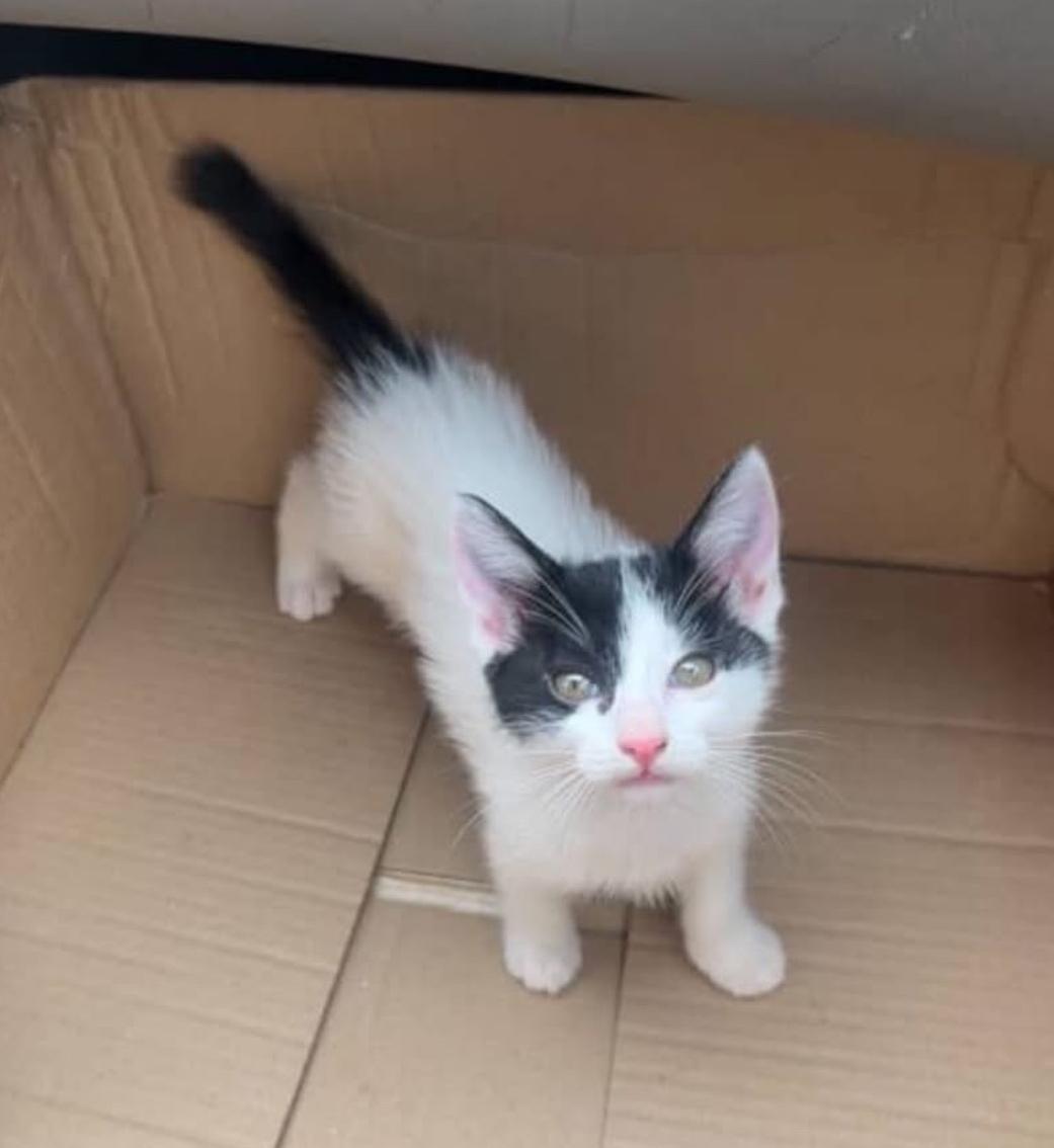 Chiclet, a Adoptable Domestic Short Hair in Huntington Beach, CA image 5/6