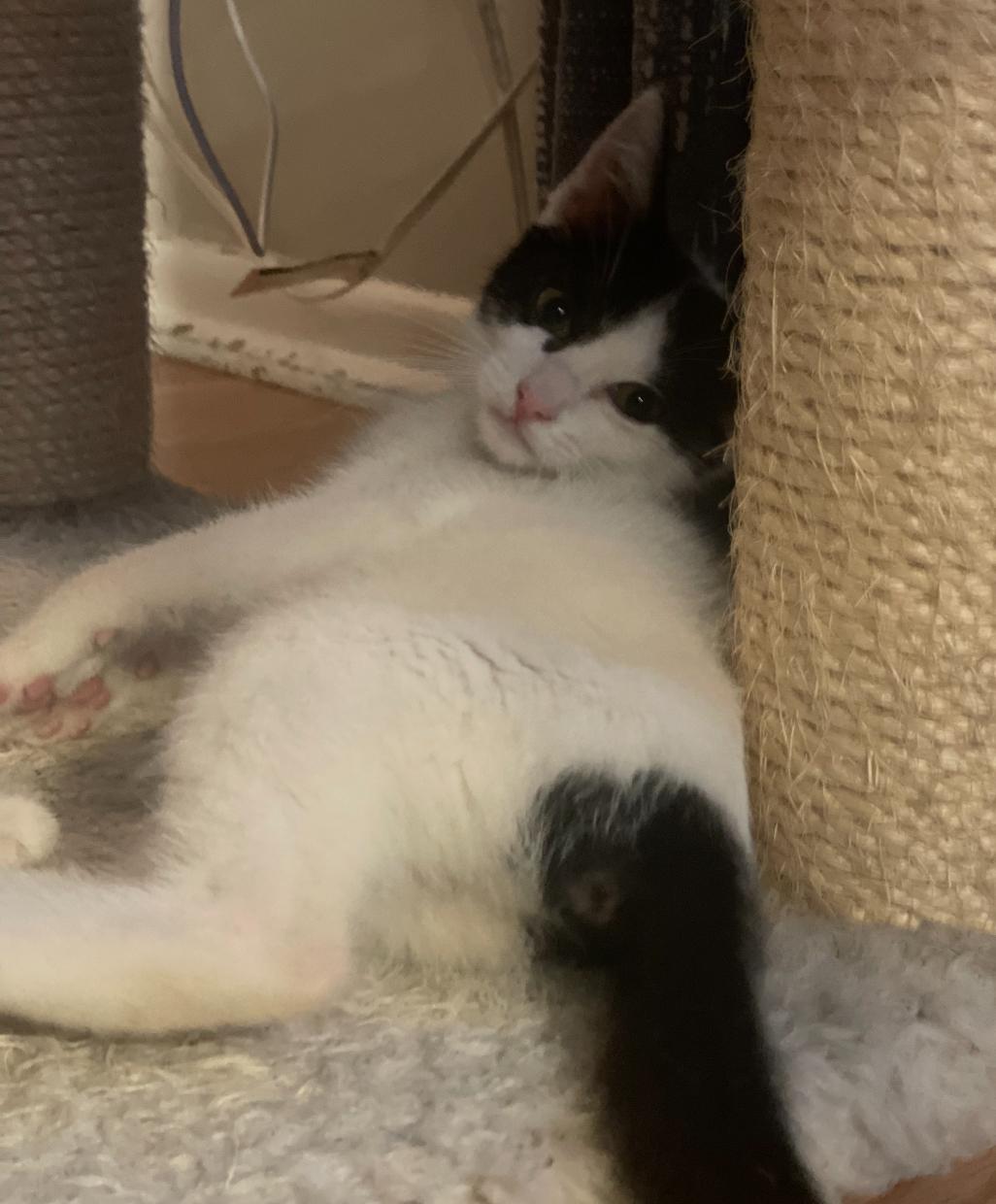 Chiclet, a Adoptable Domestic Short Hair in Huntington Beach, CA image 4/6