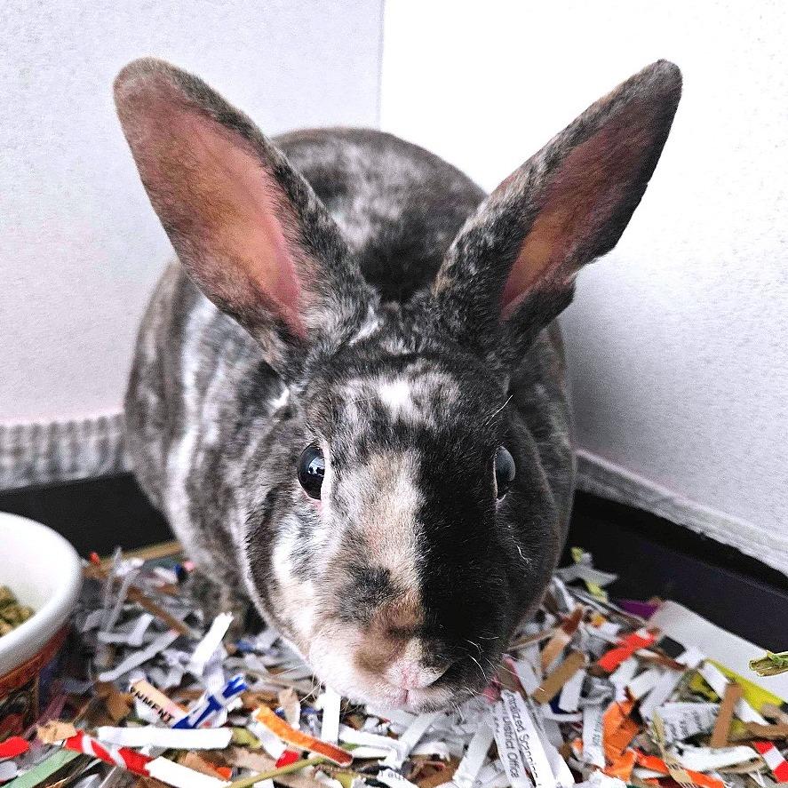 Patches, Adoptable, Young Male Mini Rex.