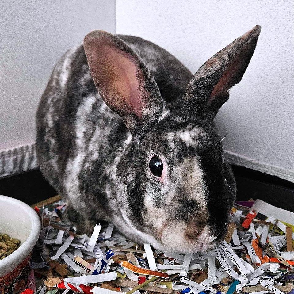 Patches, a Adoptable Mini Rex in Dover, NH image 2/2