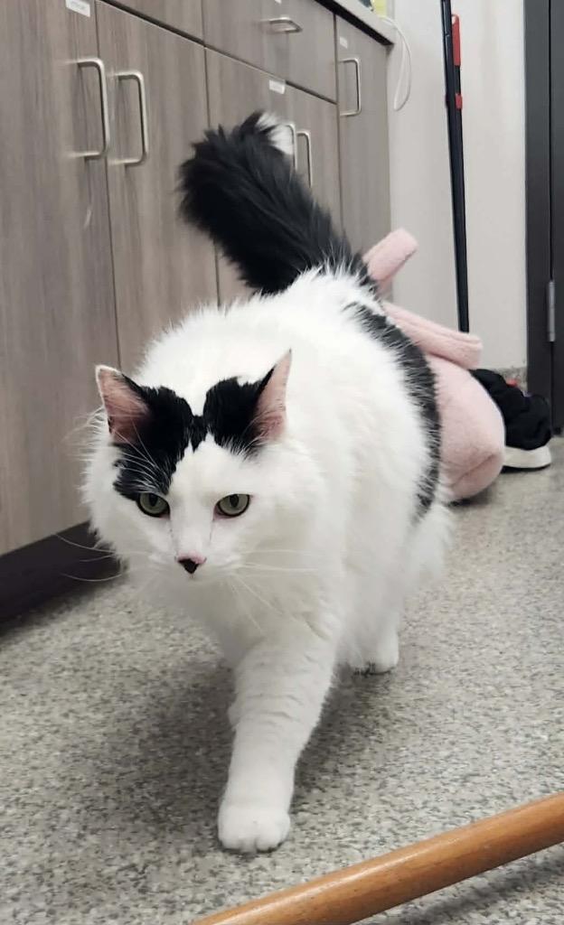 Humboldt, Adoptable, Senior Male Domestic Long Hair.