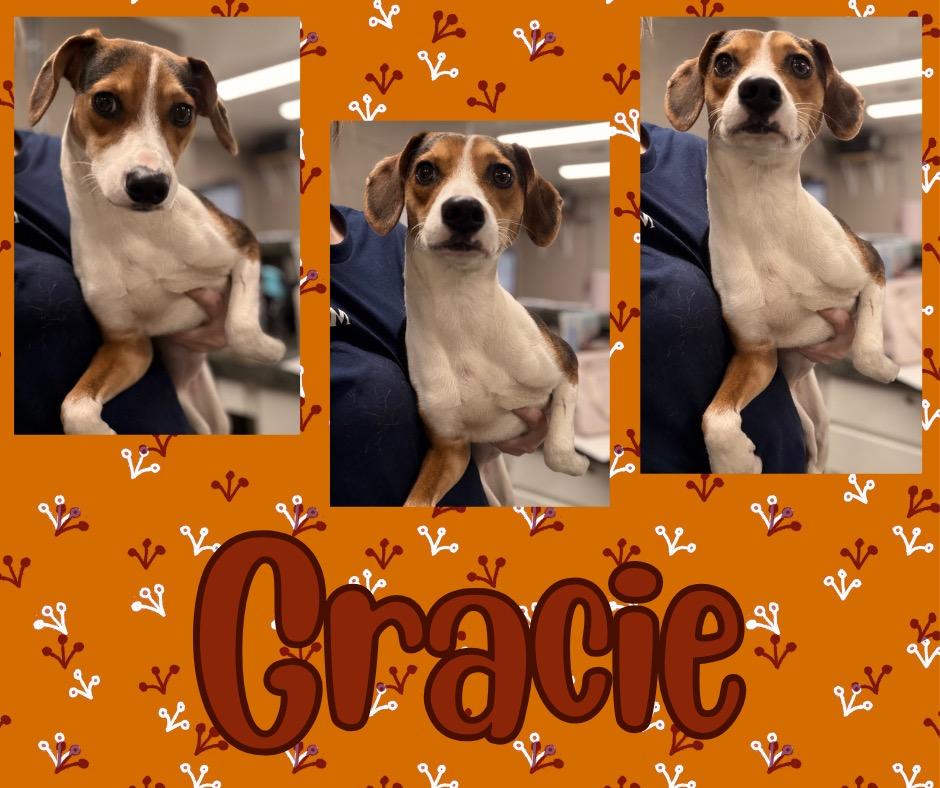 Gracie/Lucy, Adoptable, Young Female Beagle.