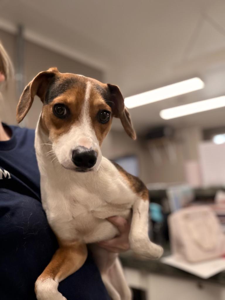 Gracie/Lucy, a Adoptable mixed breed in Hopkinsville, KY image 2/6