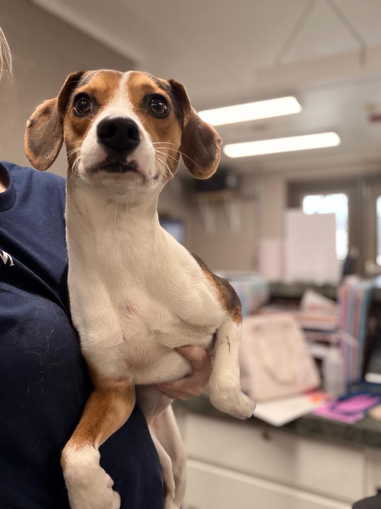 Gracie/Lucy, a Adoptable mixed breed in Hopkinsville, KY image 3/6