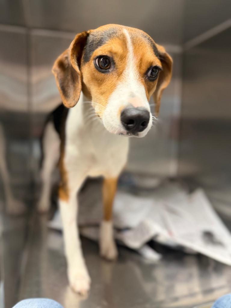 Gracie/Lucy, a Adoptable mixed breed in Hopkinsville, KY image 4/6