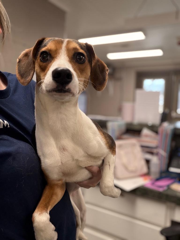 Gracie/Lucy, a Adoptable mixed breed in Hopkinsville, KY image 5/6