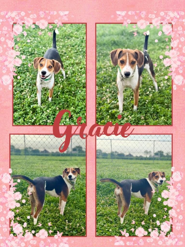 Gracie/Lucy, a Adoptable mixed breed in Hopkinsville, KY image 6/6