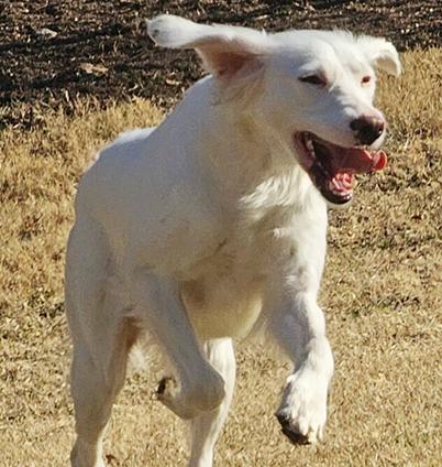 Enlarge Sally, a ADOPTABLE English Setter in Boerne, TX image 2/6