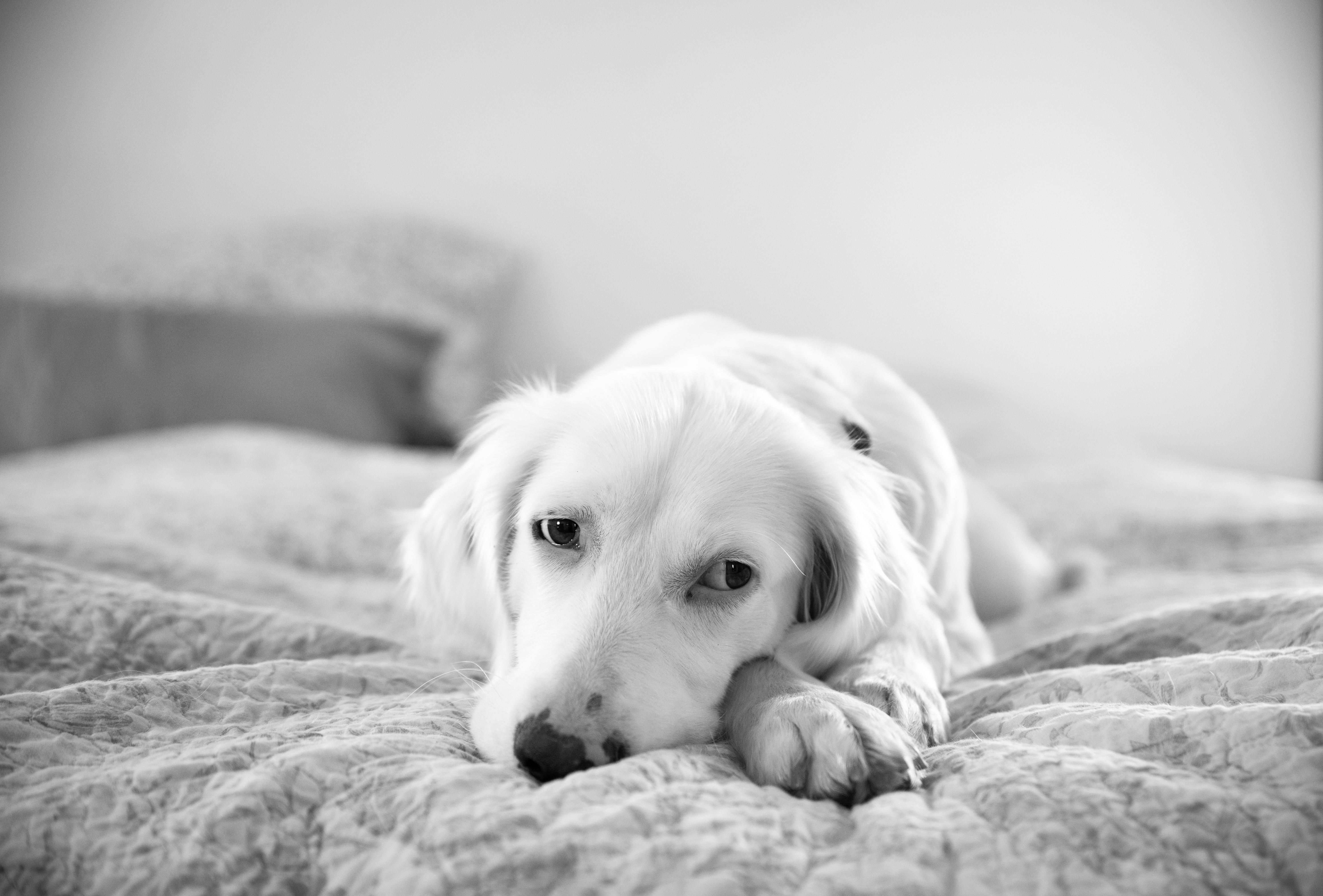 Enlarge Sally, a ADOPTABLE English Setter in Boerne, TX image 1/6
