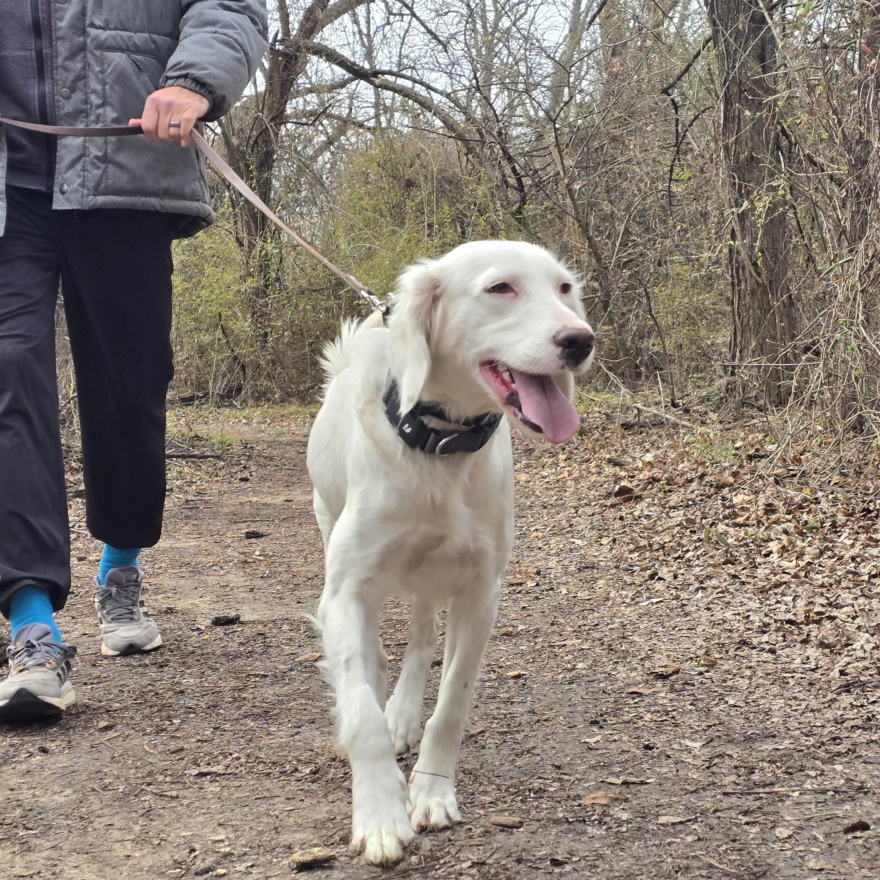 Enlarge Sally, a ADOPTABLE English Setter in Boerne, TX image 3/6