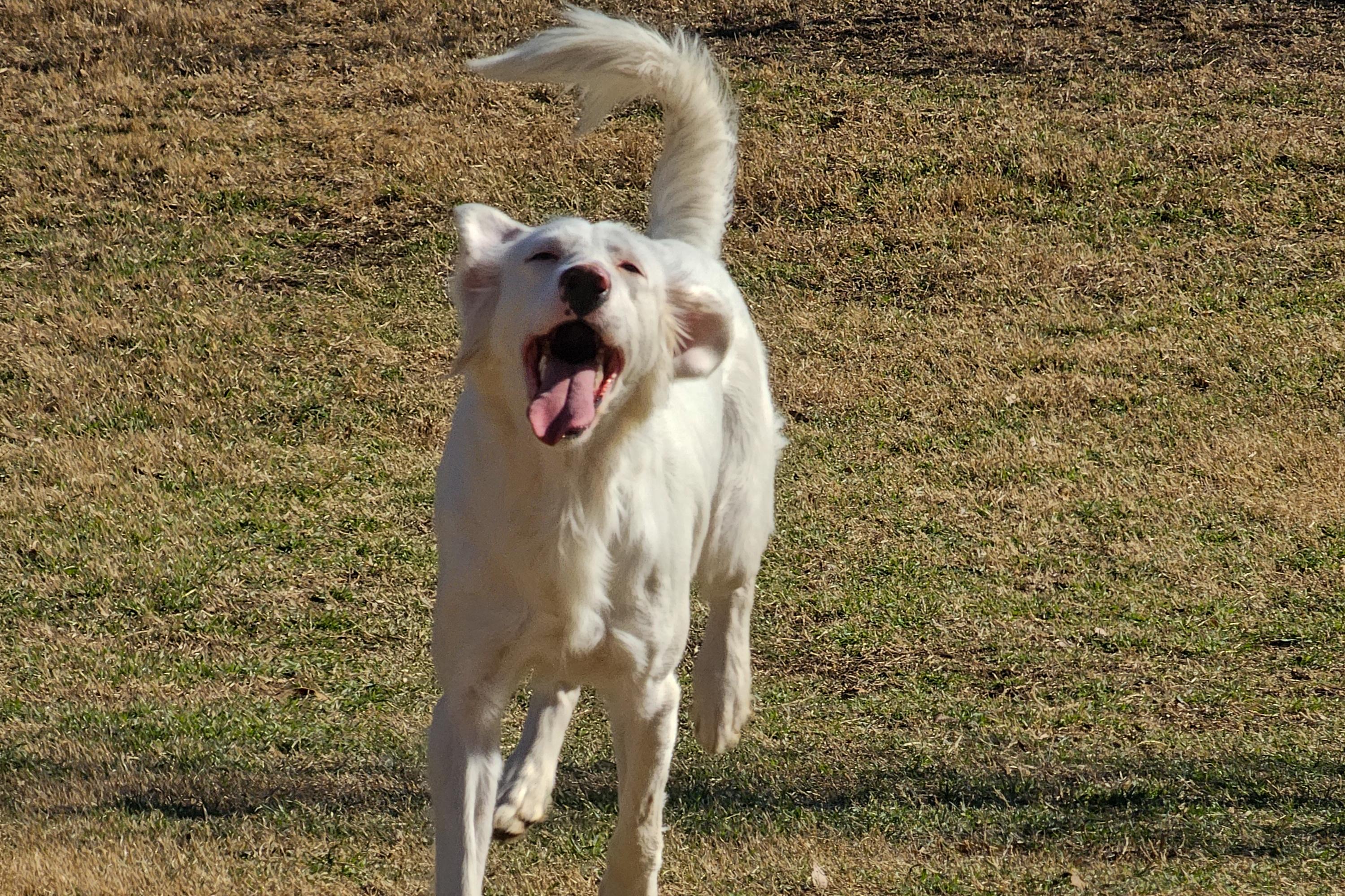 Enlarge Sally, a ADOPTABLE English Setter in Boerne, TX image 4/6