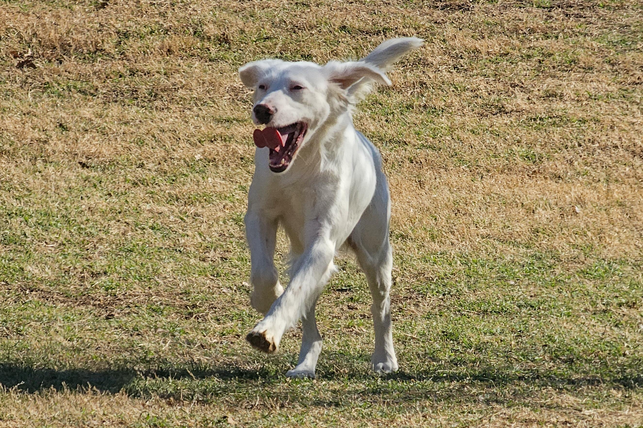 Enlarge Sally, a ADOPTABLE English Setter in Boerne, TX image 5/6