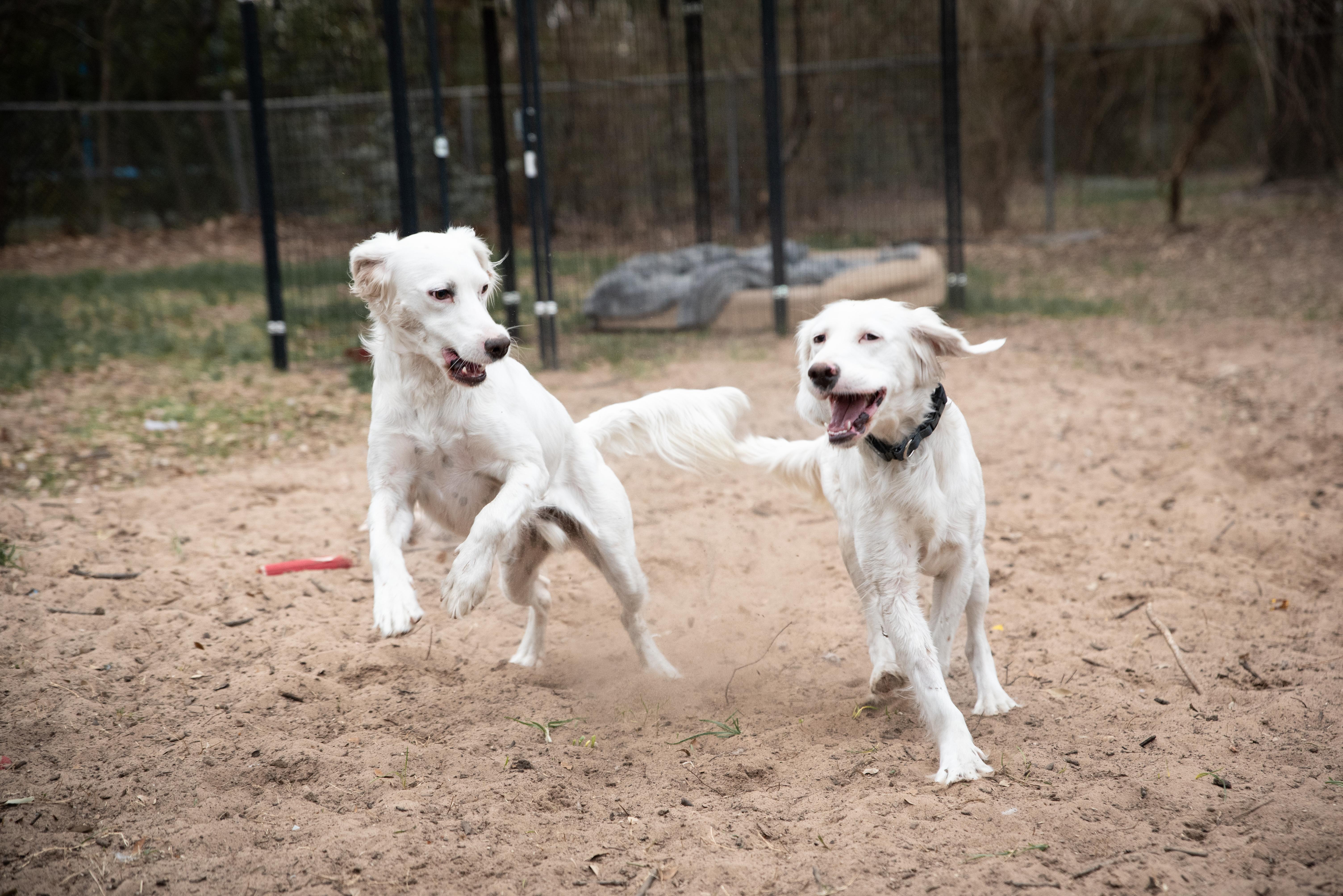Enlarge Sally, a ADOPTABLE English Setter in Boerne, TX image 6/6