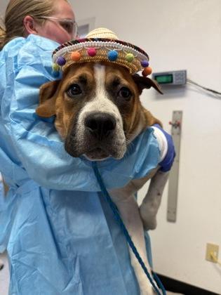 Enlarge Moe, a ADOPTABLE mixed breed in Inverness, FL image 2/2