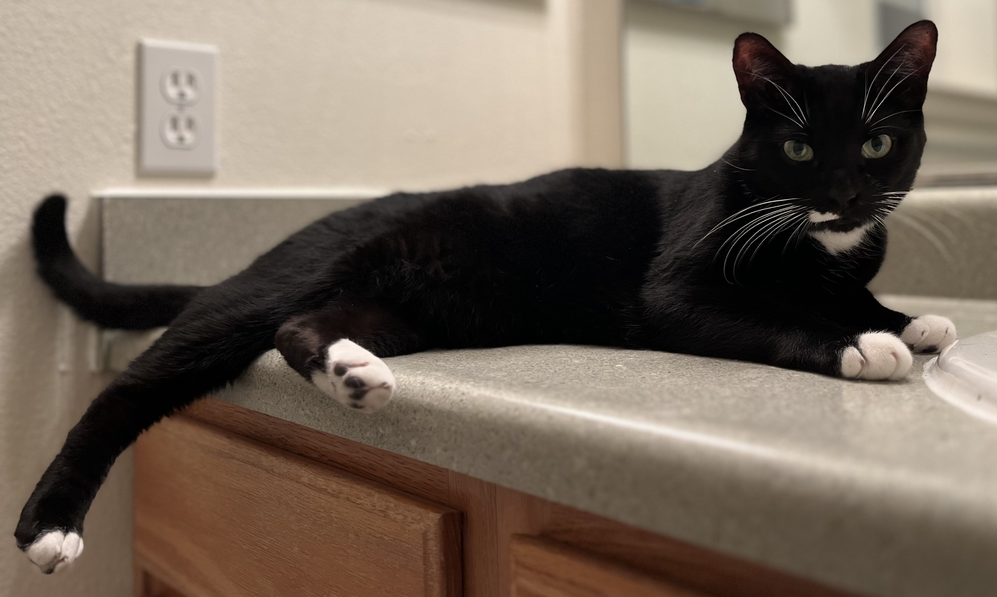 Enlarge Gabriel, a Adoptable Domestic Short Hair in Dover, DE image 6/6