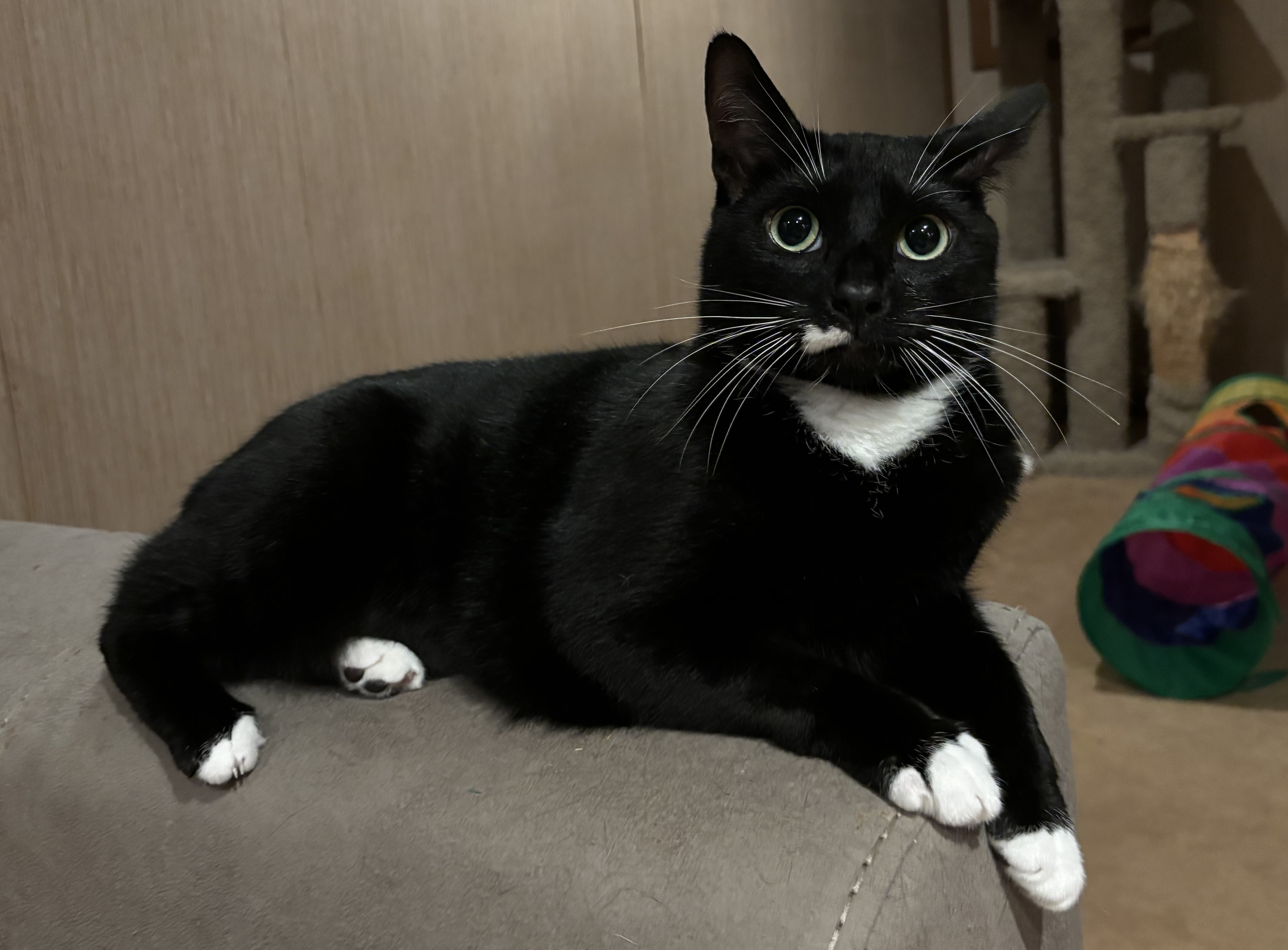 Enlarge Gabriel, a Adoptable Domestic Short Hair in Dover, DE image 5/6