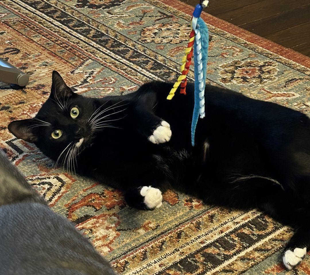 Enlarge Gabriel, a Adoptable Domestic Short Hair in Dover, DE image 2/6