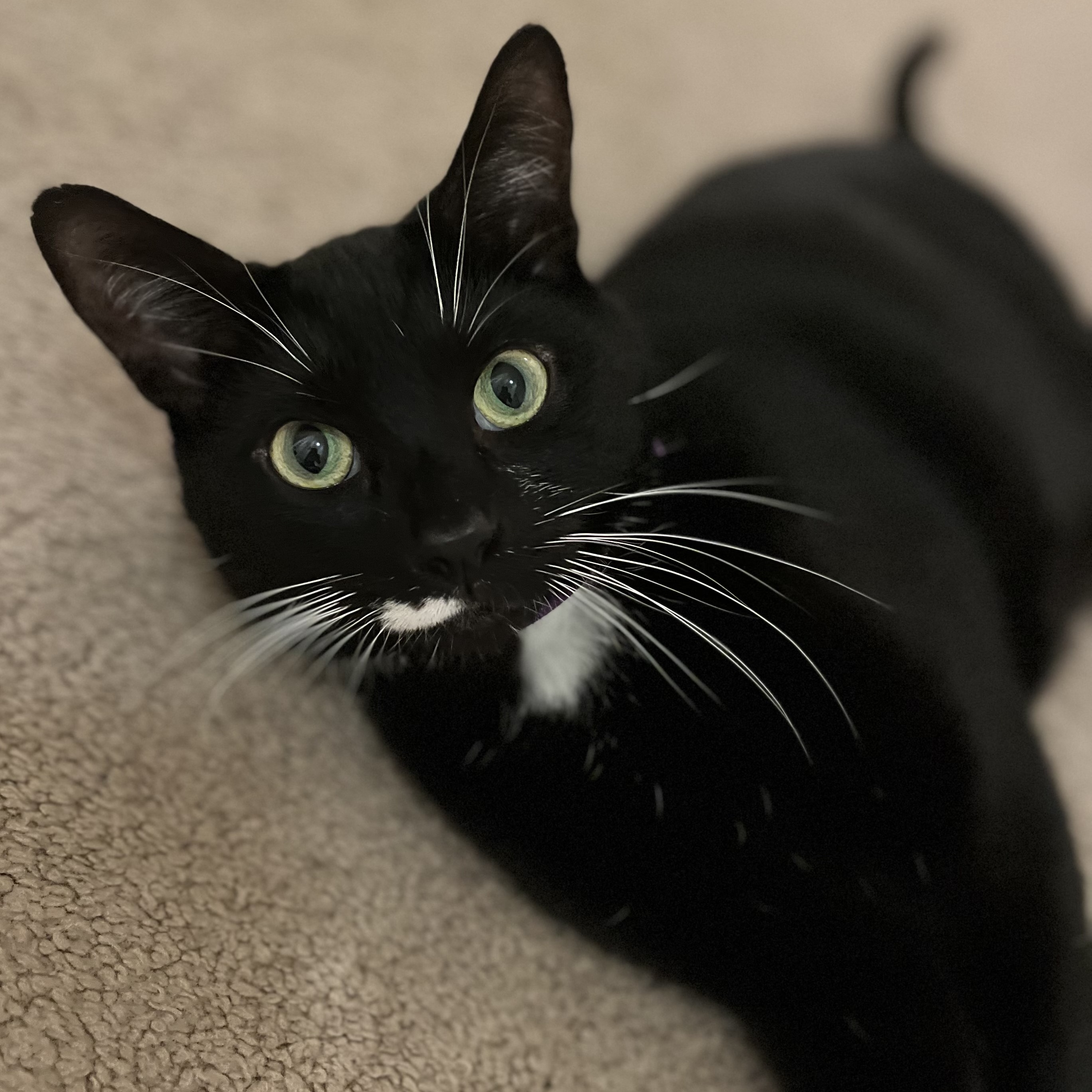 Gabriel, Adoptable, Adult Male Domestic Short Hair.