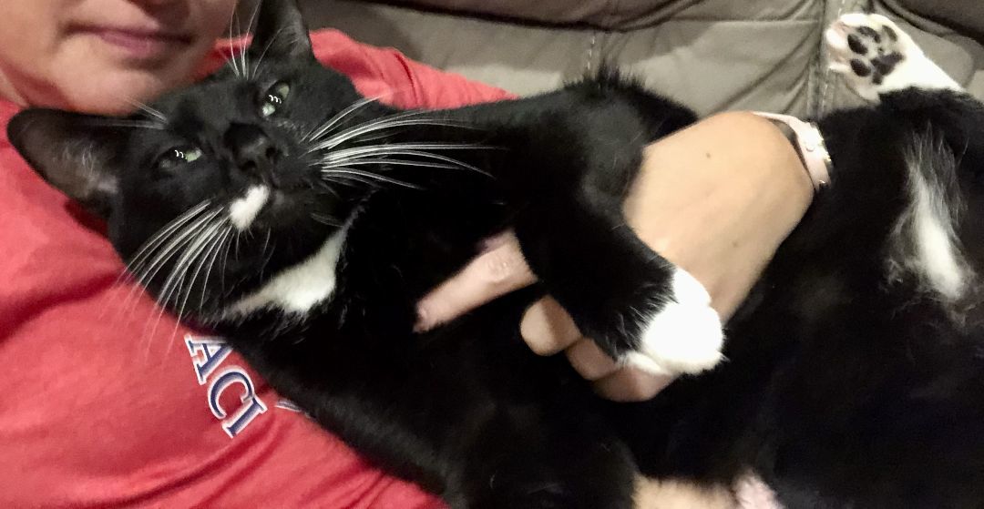 Enlarge Gabriel, a Adoptable Domestic Short Hair in Dover, DE image 3/6