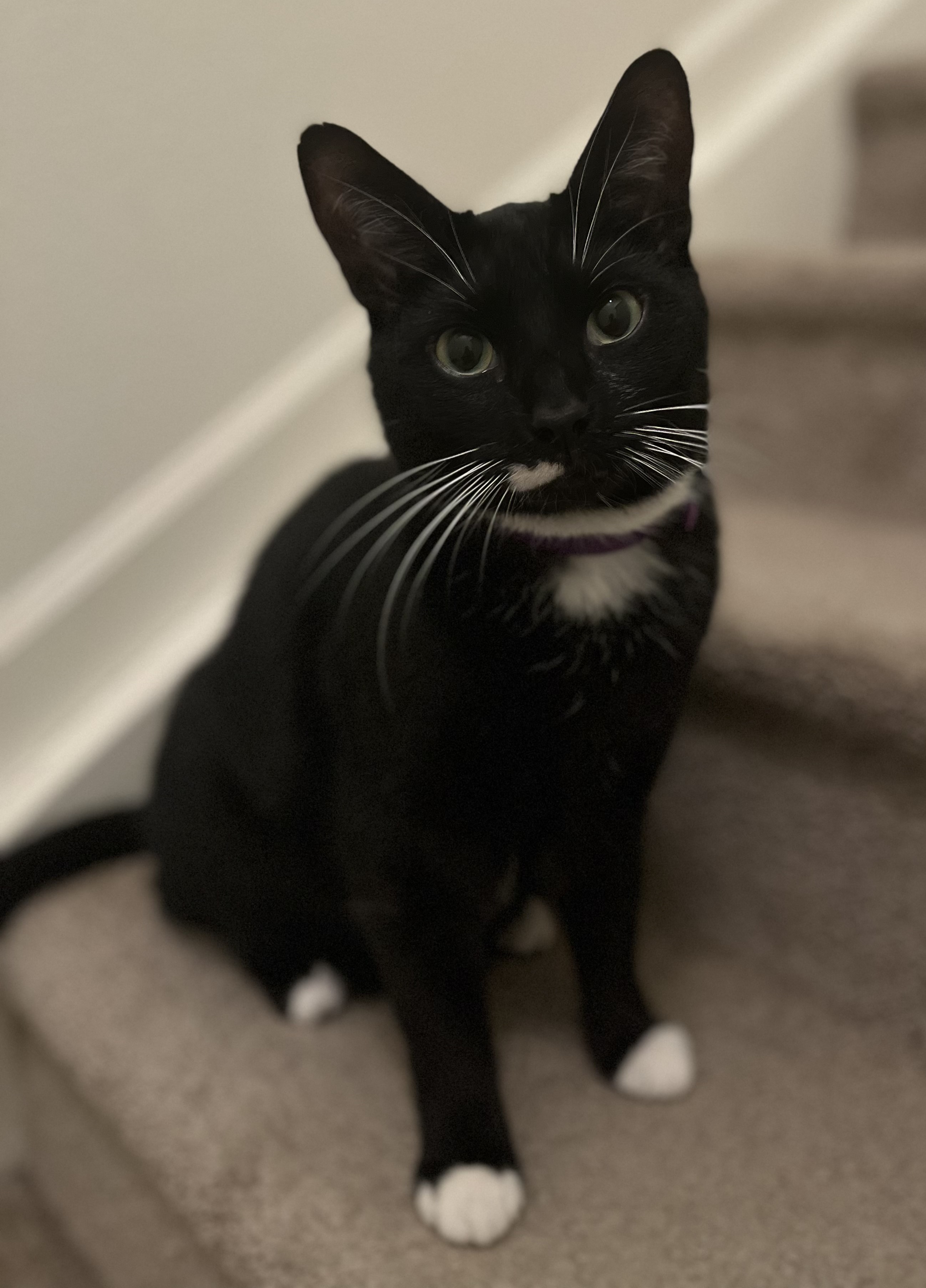 Enlarge Gabriel, a Adoptable Domestic Short Hair in Dover, DE image 4/6