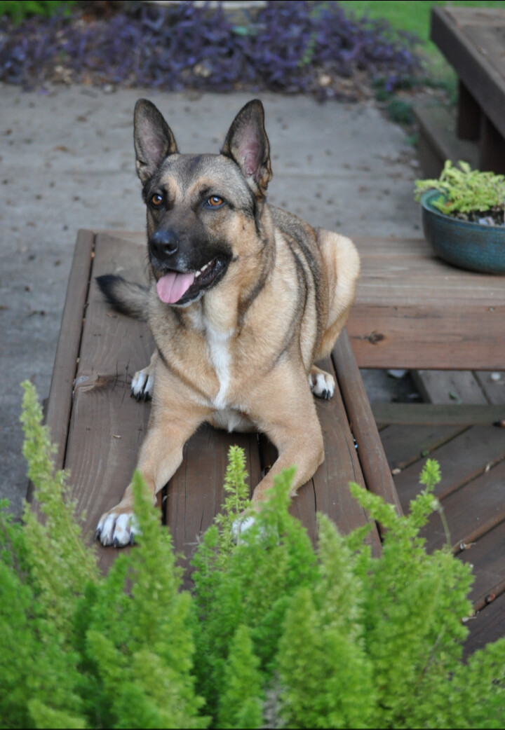 Enlarge Madeline, a Adoptable German Shepherd Dog in Seattle, WA image 5/10