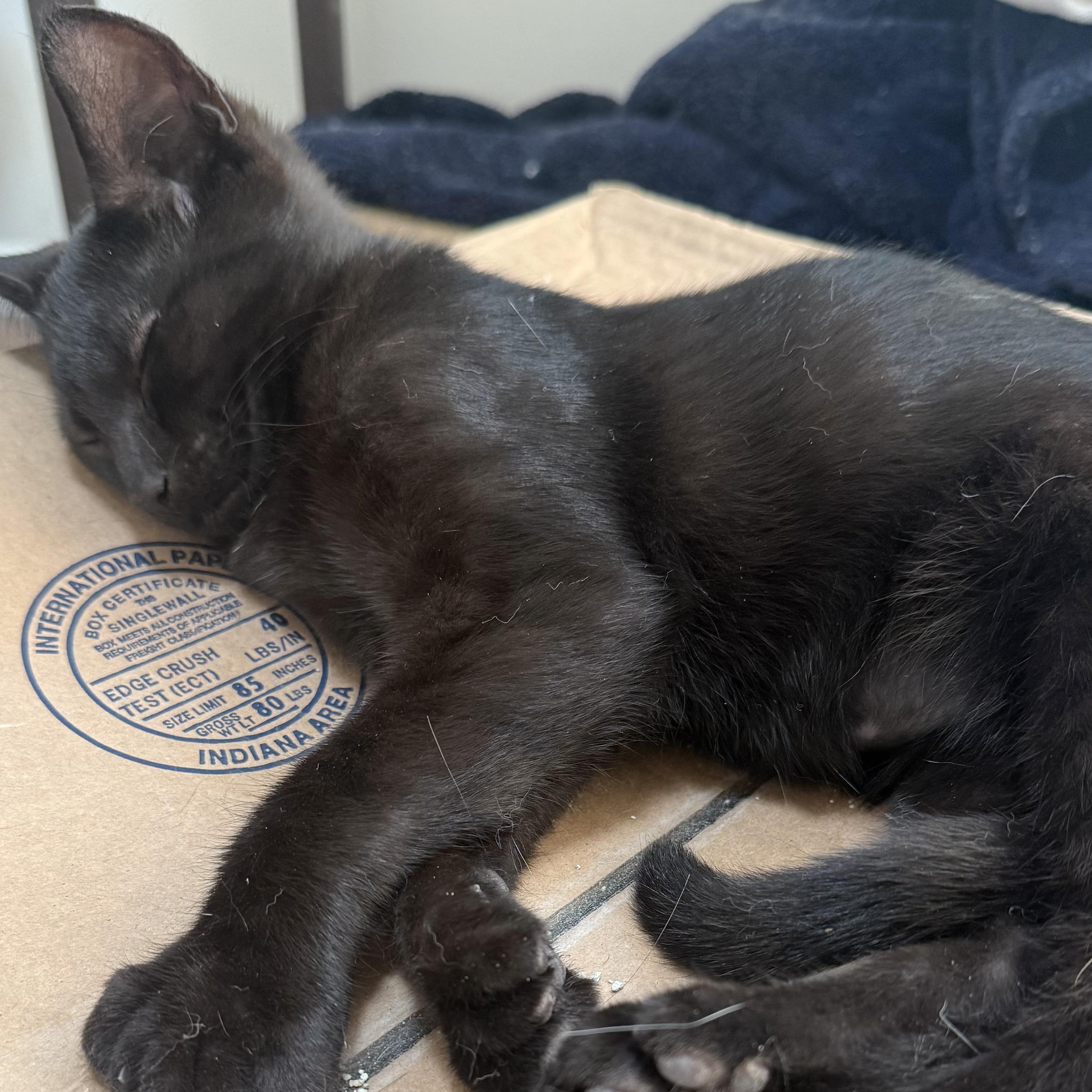 Enlarge Ernest, a Adoptable Extra-Toes Cat / Hemingway Polydactyl in Buffalo, NY image 4/6
