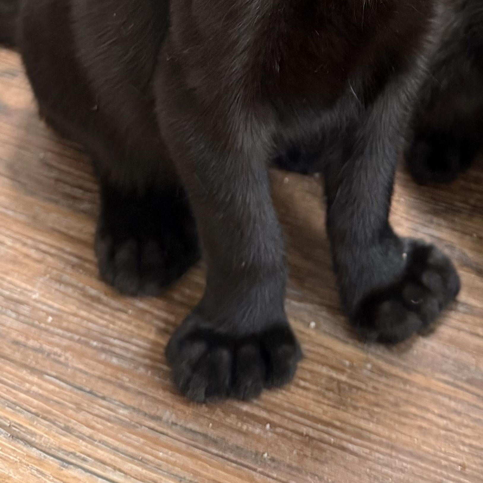Enlarge Ernest, a Adoptable Extra-Toes Cat / Hemingway Polydactyl in Buffalo, NY image 6/6