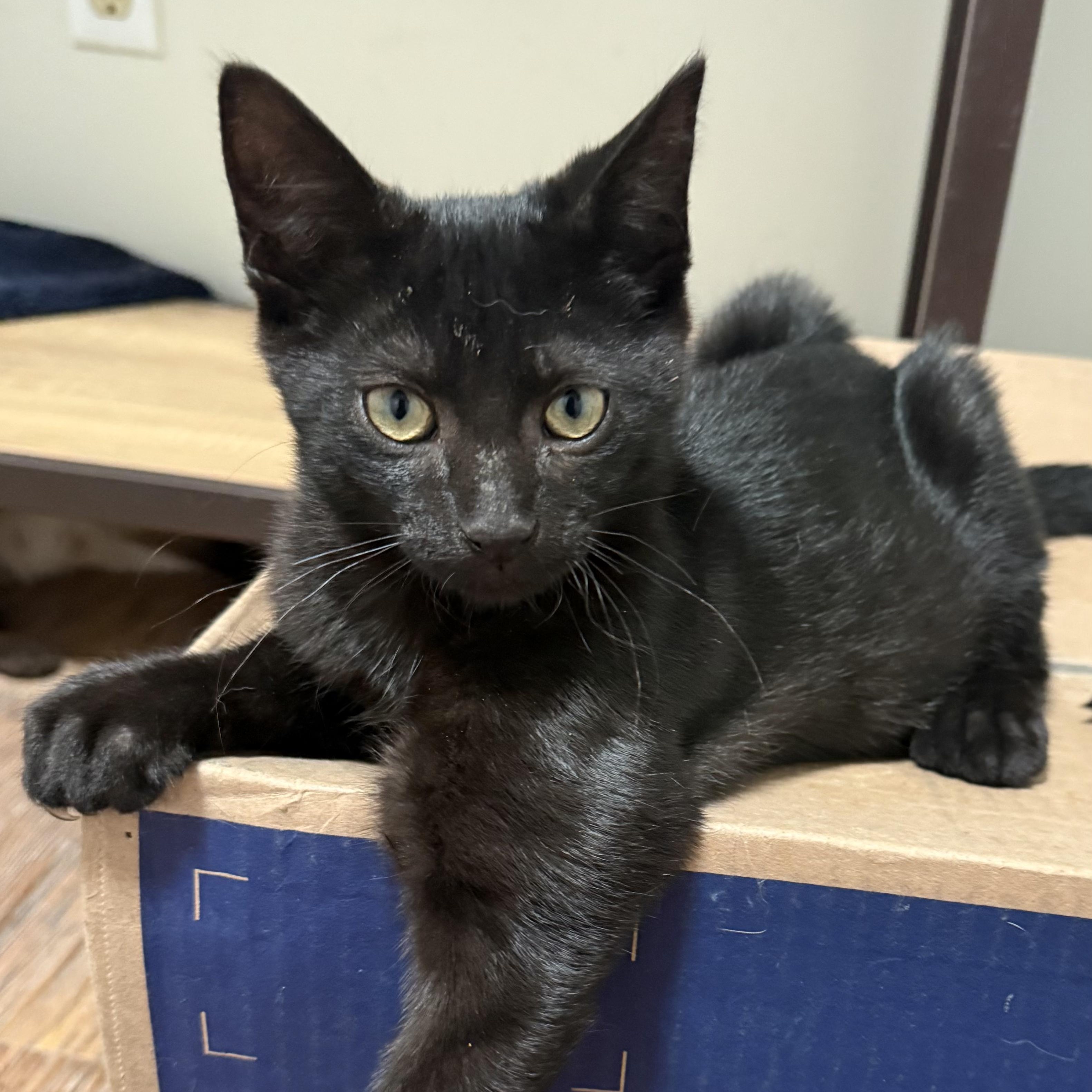 Enlarge Ernest, a Adoptable Extra-Toes Cat / Hemingway Polydactyl in Buffalo, NY image 3/6