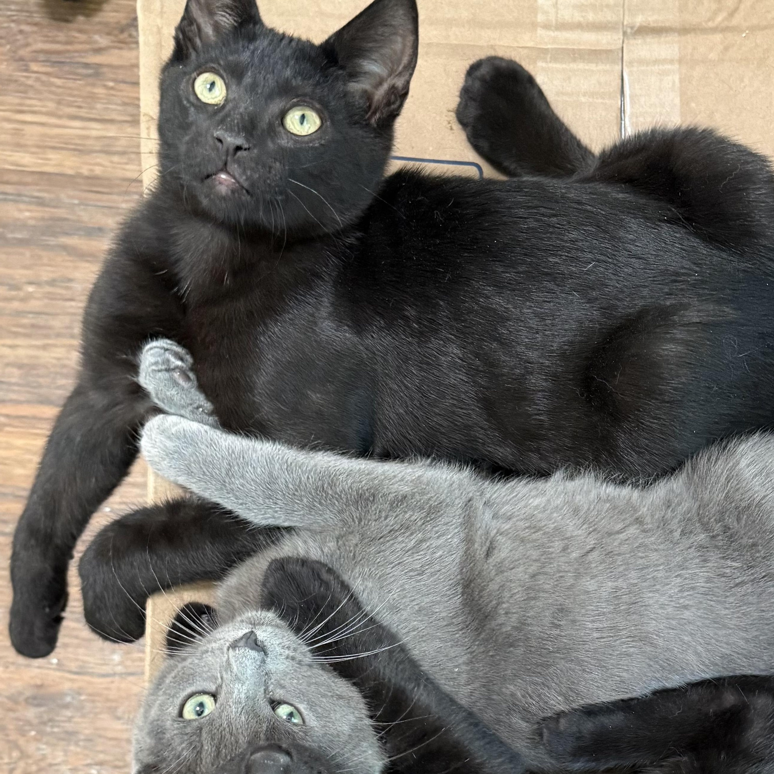 Enlarge Ernest, a Adoptable Extra-Toes Cat / Hemingway Polydactyl in Buffalo, NY image 5/6