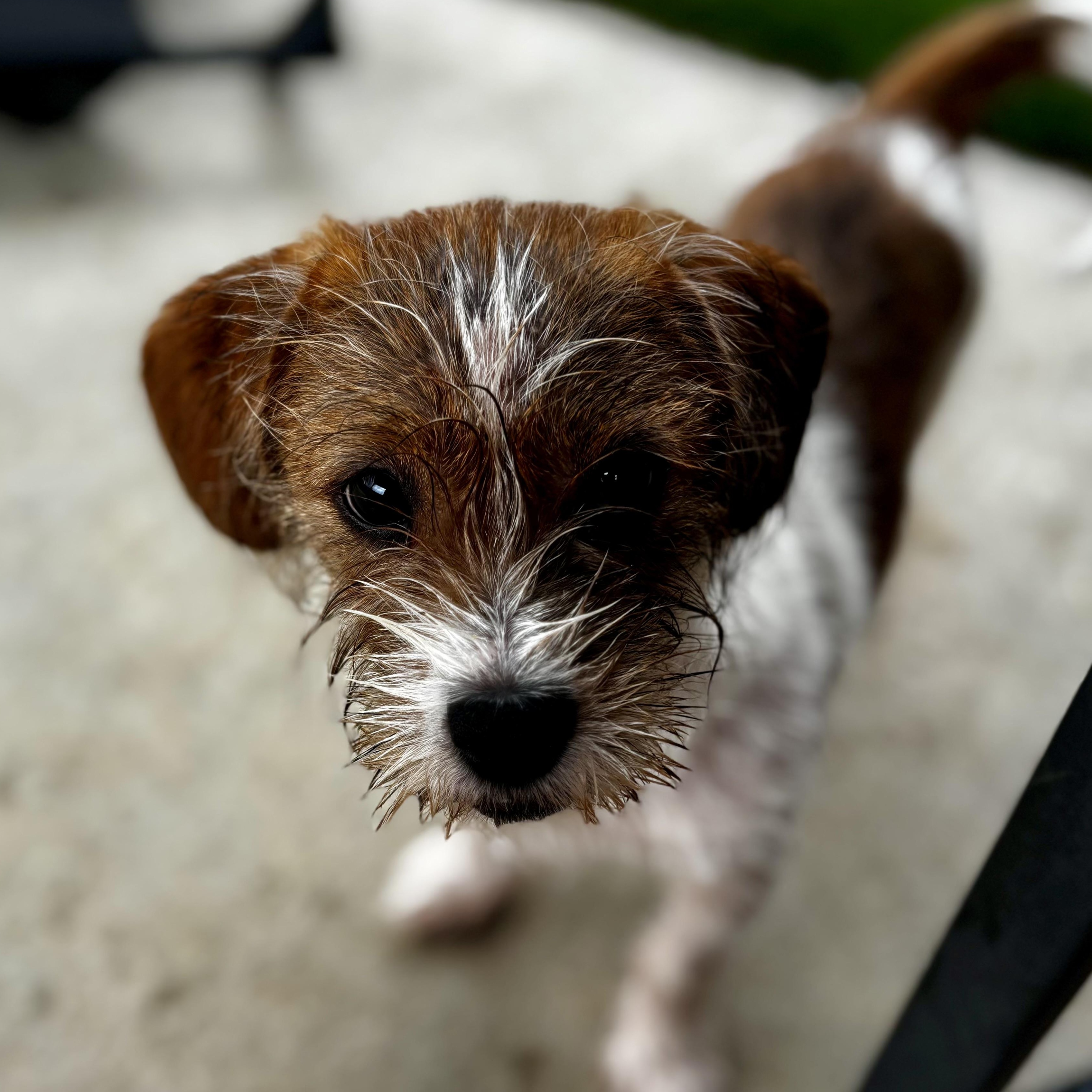Bitsy, a ADOPTABLE mixed breed in Richmond, VA image 3/5