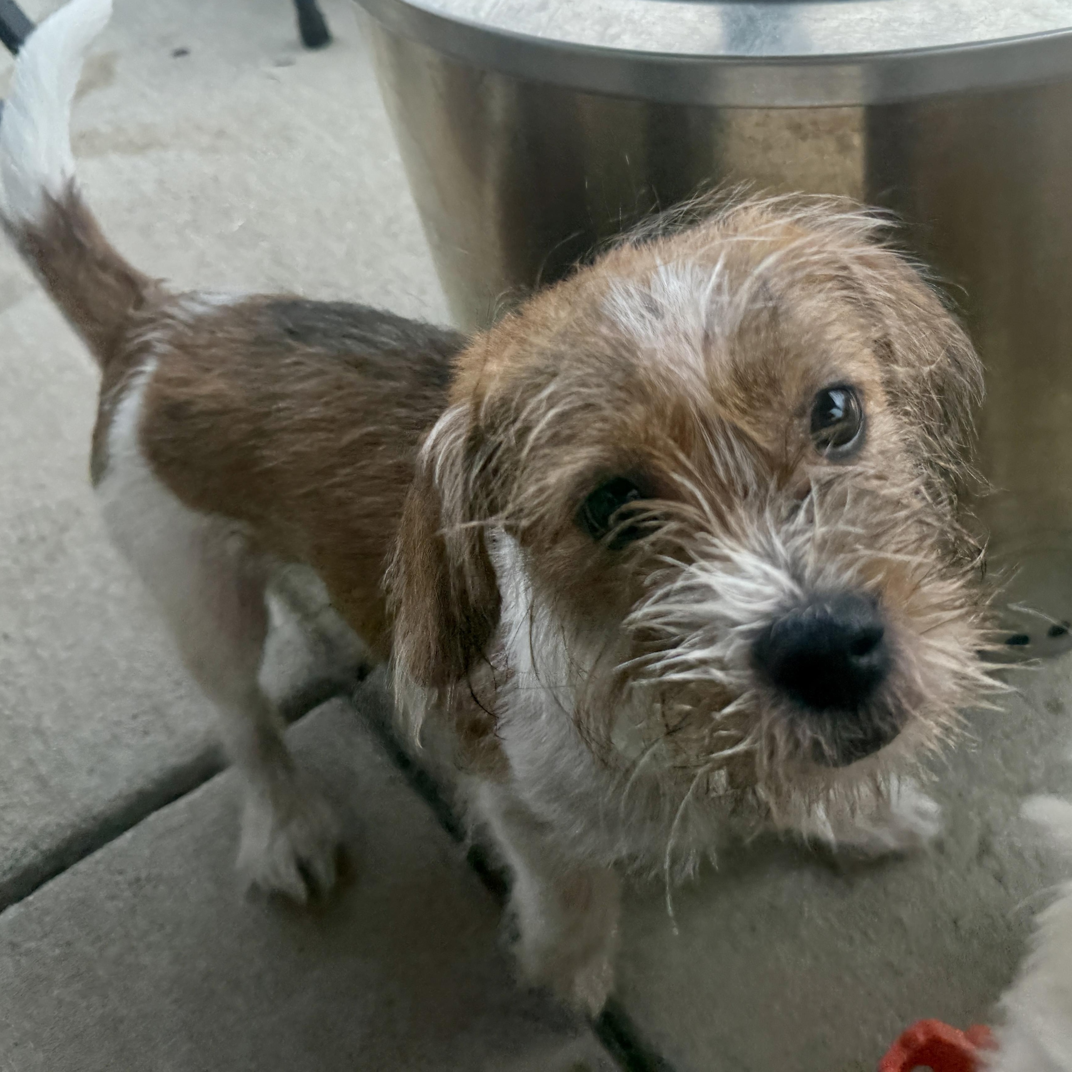 Bitsy, a ADOPTABLE mixed breed in Richmond, VA image 5/5