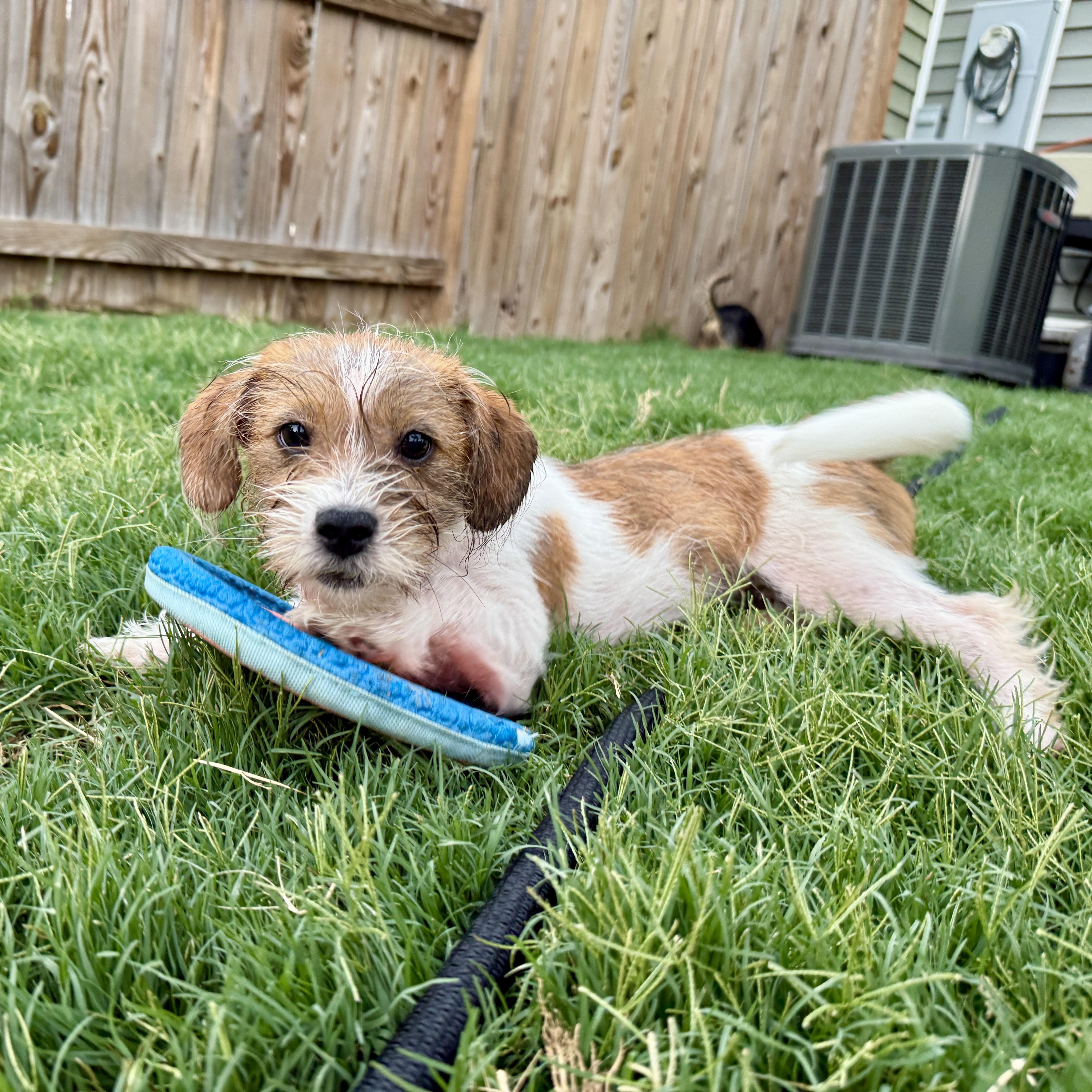 Bitsy, ADOPTABLE, Young Female Shih Tzu.