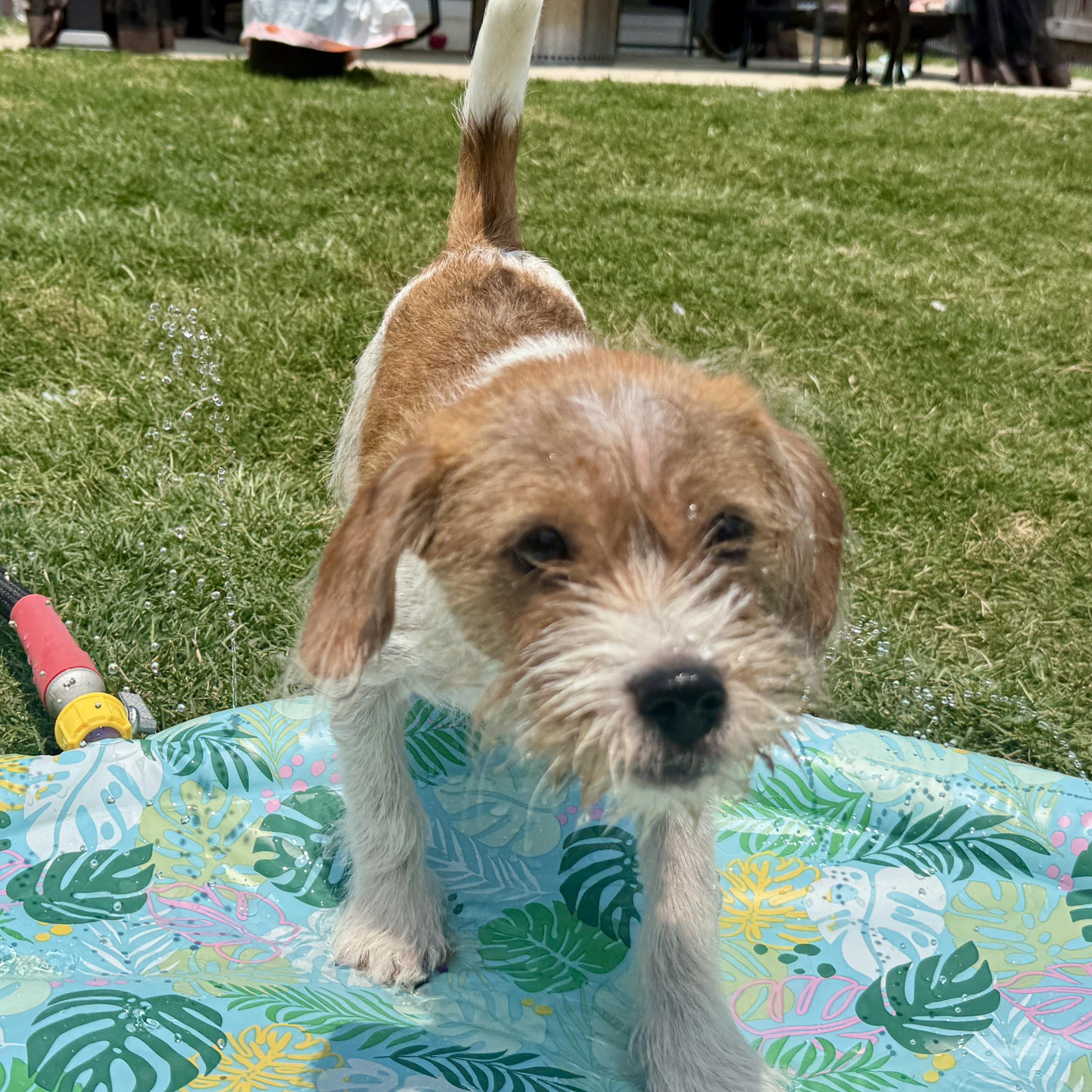 Bitsy, a ADOPTABLE mixed breed in Richmond, VA image 2/5