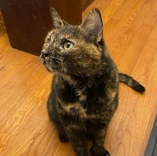 Enlarge Bettina/Courtesy post, a ADOPTABLE mixed breed in Medfield, MA image 1/3