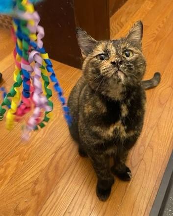 Enlarge Bettina/Courtesy post, a ADOPTABLE mixed breed in Medfield, MA image 3/3