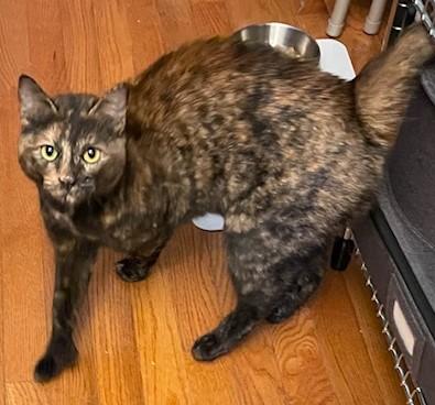 Enlarge Bettina/Courtesy post, a ADOPTABLE mixed breed in Medfield, MA image 2/3