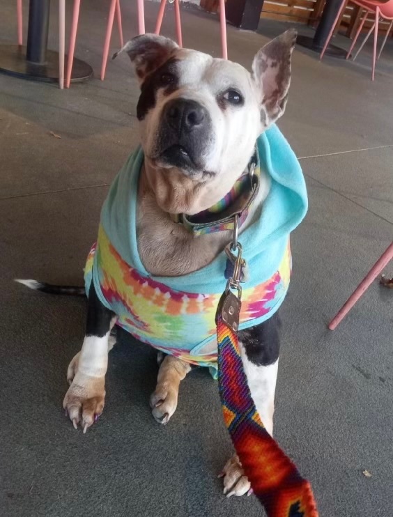 Sassy Panda, a Adoptable mixed breed in Indianapolis, IN image 1/4