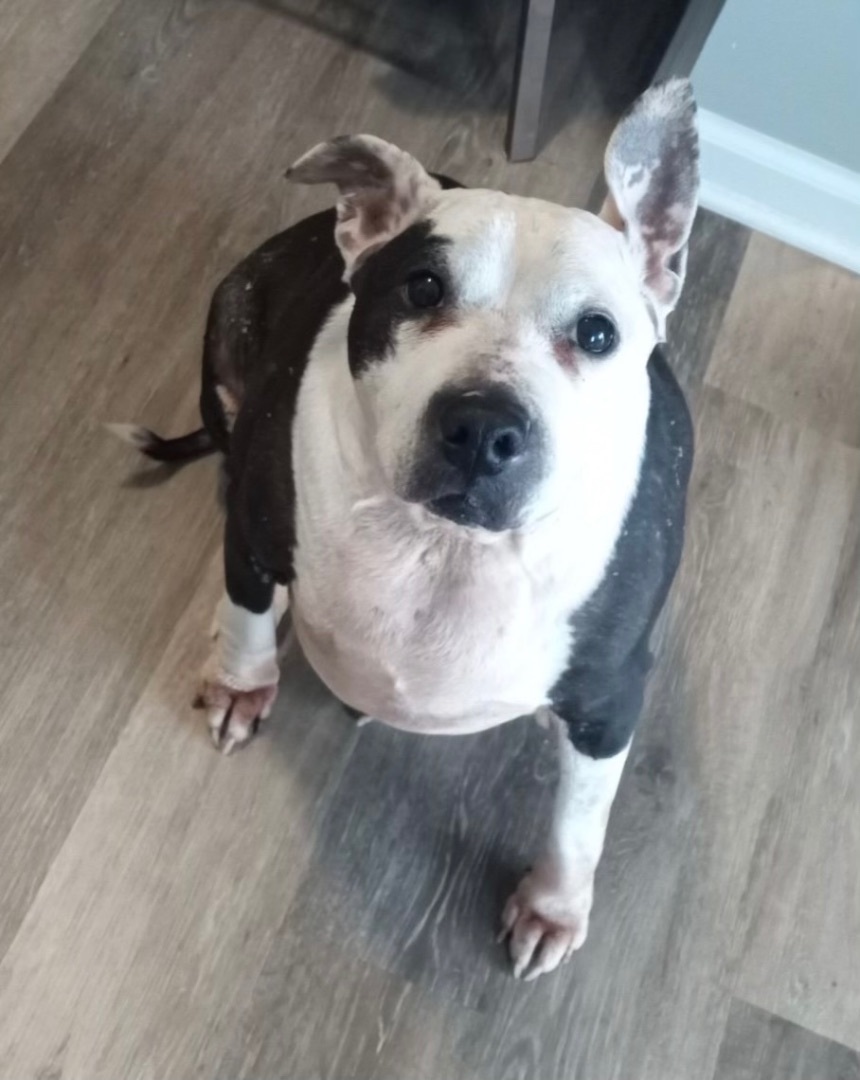 Sassy Panda, a Adoptable mixed breed in Indianapolis, IN image 2/4