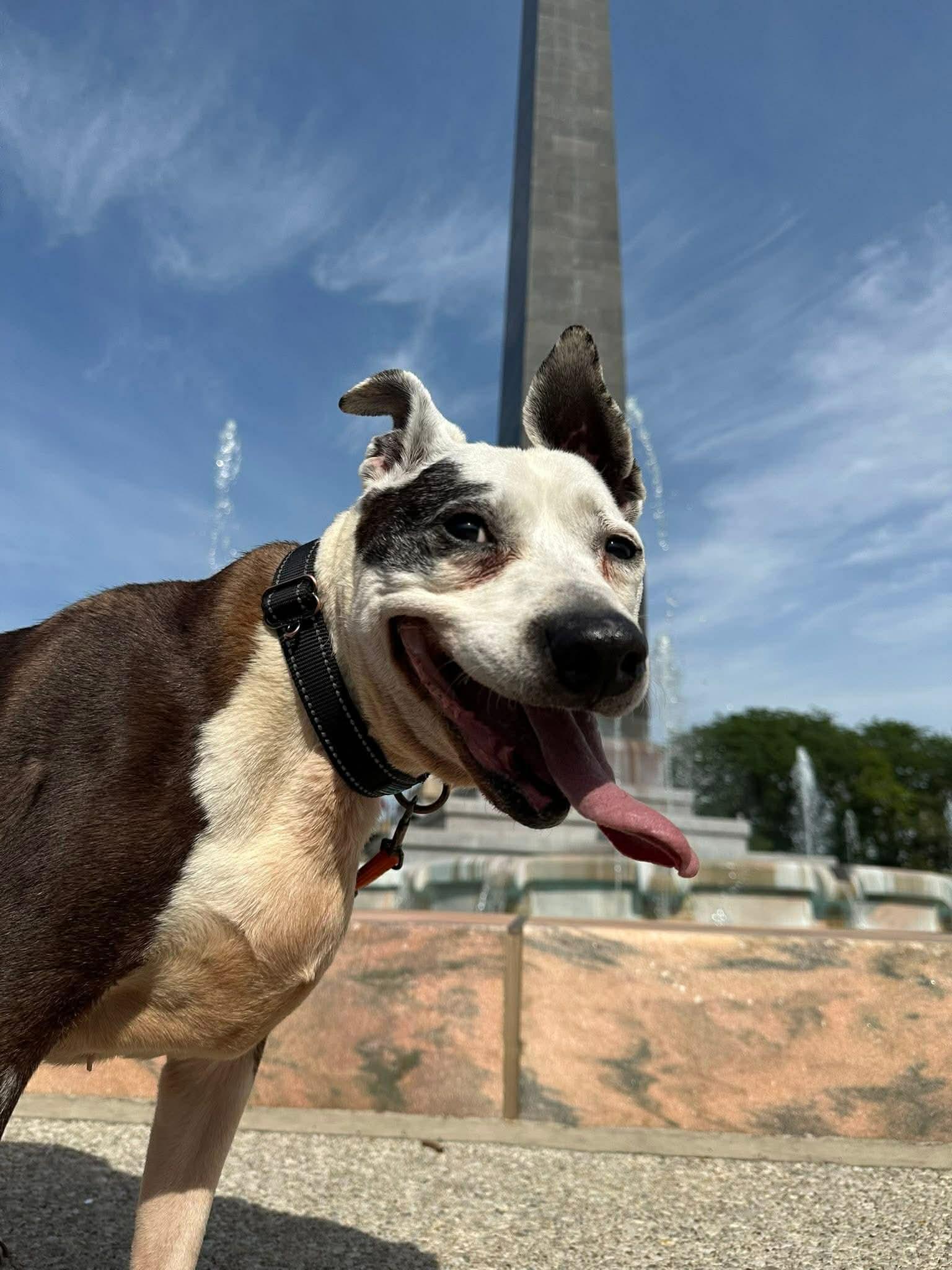 Sassy Panda, Adoptable, Senior Female Pit Bull Terrier.