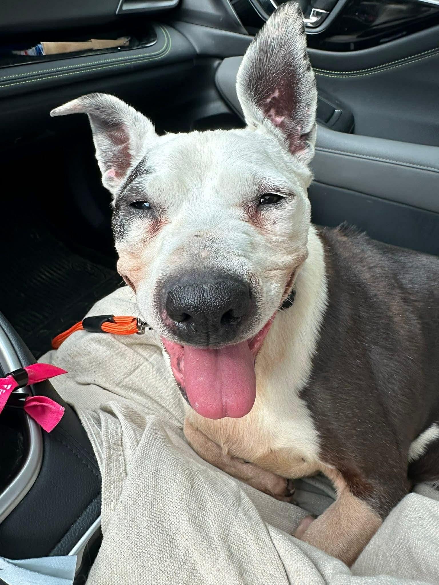 Enlarge Sassy Panda, a Adoptable mixed breed in Indianapolis, IN image 6/6