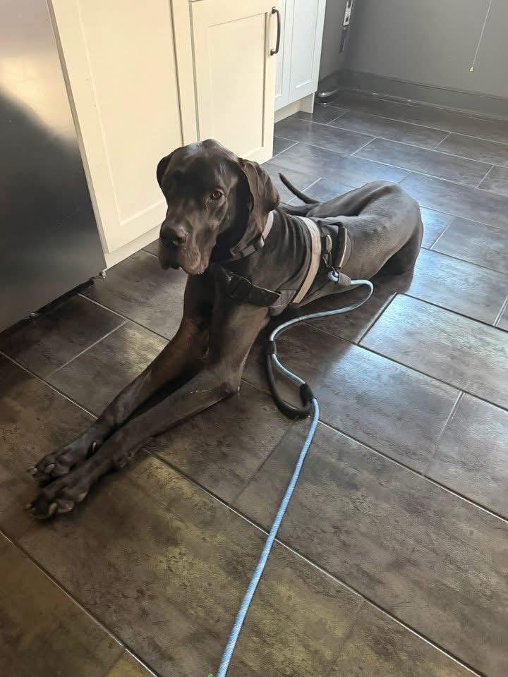 Enlarge Titian, a Adoptable Great Dane in GLEN MILLS, PA image 1/4