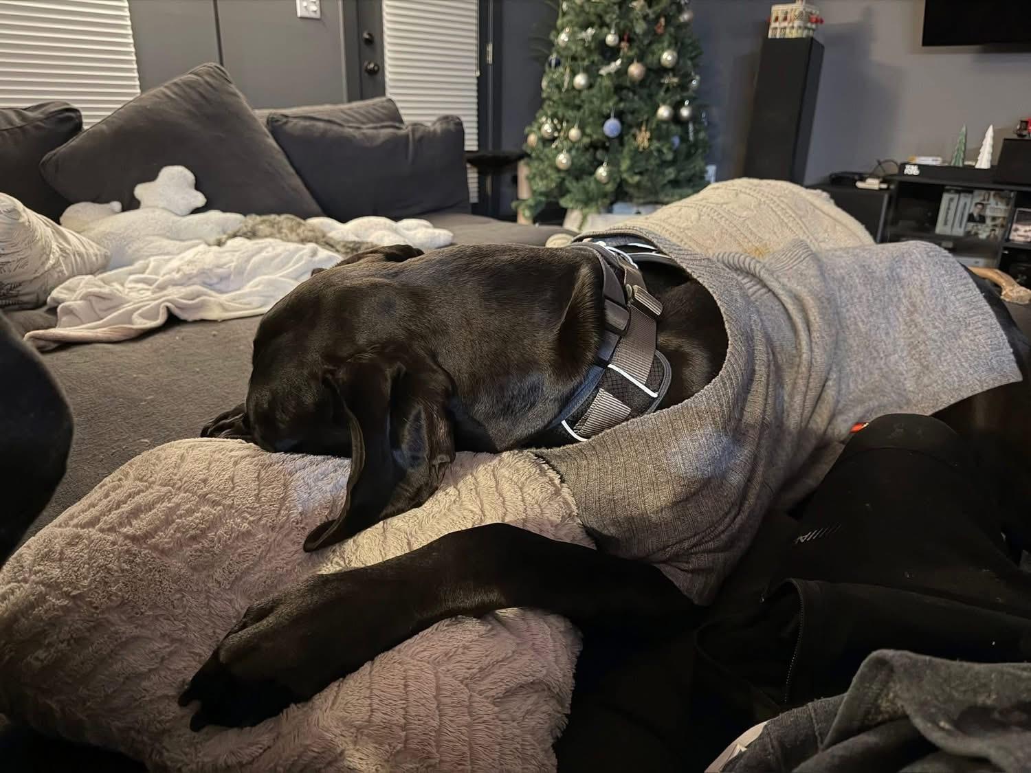 Enlarge Titian, a Adoptable Great Dane in GLEN MILLS, PA image 2/4