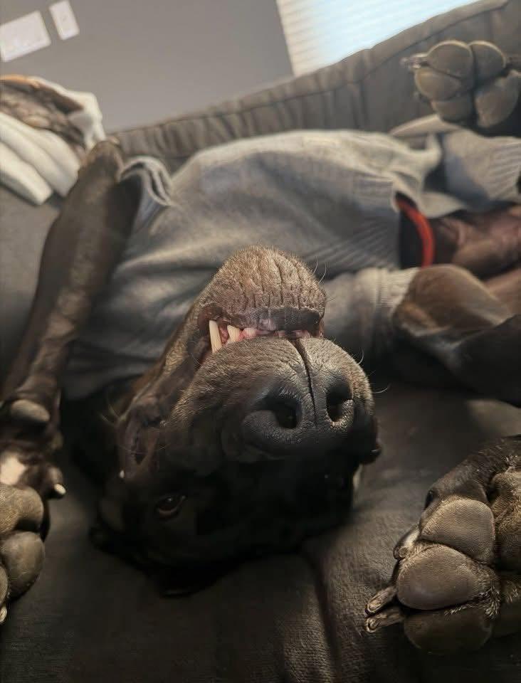 Enlarge Titian, a Adoptable Great Dane in GLEN MILLS, PA image 3/4