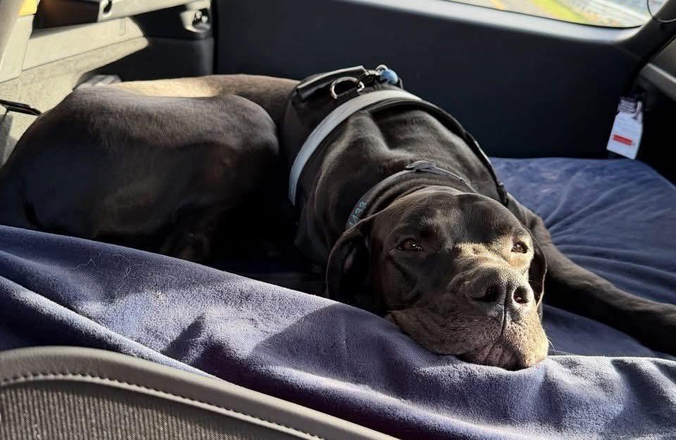 Enlarge Titian, a Adoptable Great Dane in GLEN MILLS, PA image 4/4