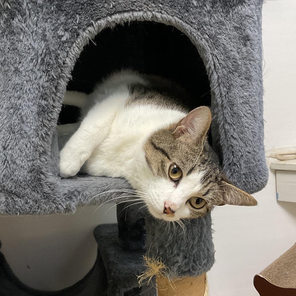 Juniper, Adoptable, Young Male Domestic Short Hair & Domestic Short Hair.