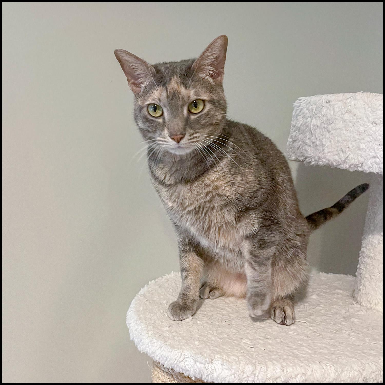 Angel, a ADOPTABLE mixed breed in Roswell, GA image 2/3