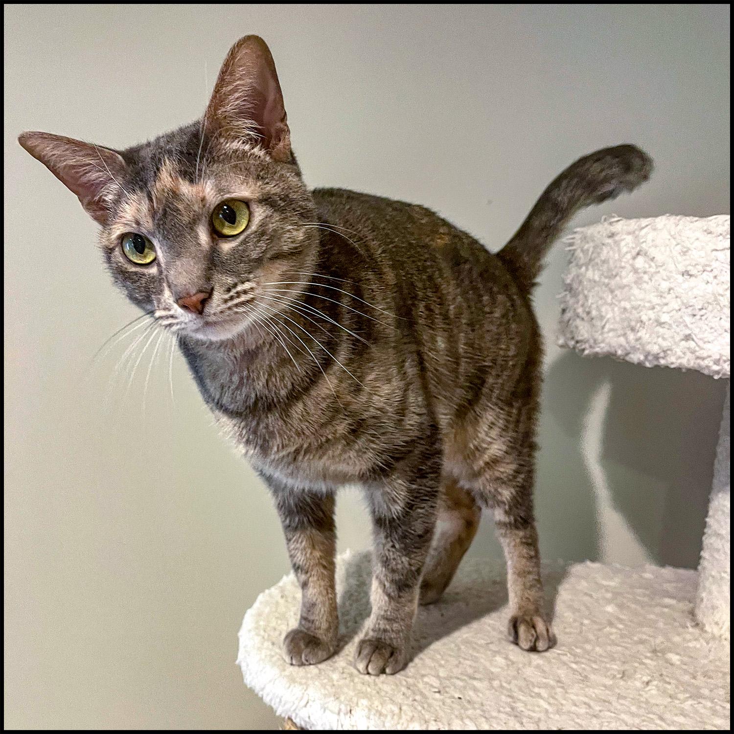 Angel, ADOPTABLE, Adult Female Domestic Short Hair & Tabby.