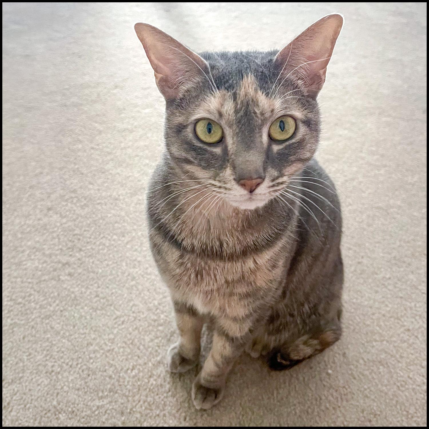 Angel, a ADOPTABLE mixed breed in Roswell, GA image 3/3